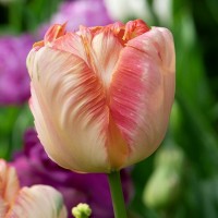 Тюльпан Apricot Parrot 11/12