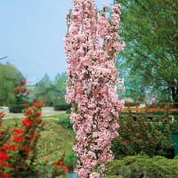 Сакура Аманогава (колоновидна) 1,5л