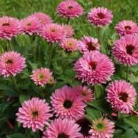 Ехінацея Bolero Rose (контейнер 1.5 л)
