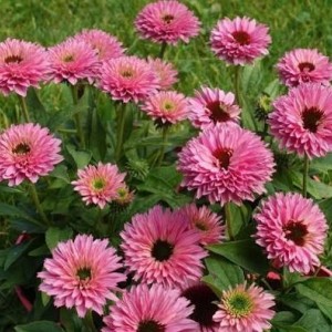 Ехінацея Bolero Rose (контейнер 1.5 л)