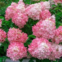 Гортензія Pink Light (контейнер 1,5л)