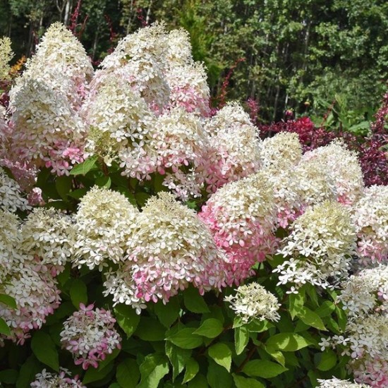 Гортензія Royal Flower (контейнер 1,5л)