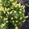 Ялина Rainbow's End (контейнер 1,5л)