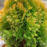 Туя Brabant Gold 1,5л