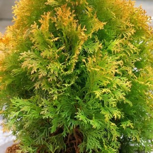 Туя Brabant Gold 1,5л