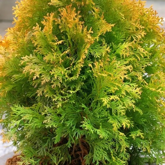 Туя Brabant Gold 1,5л
