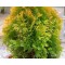 Туя Brabant Gold 1,5л