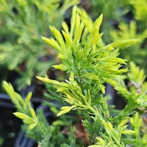 Ялівець Lime Glow 1,5л