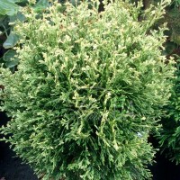 Туя Gold Pearl 1,5л