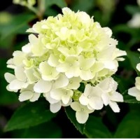 Гортензія Whitelight (контейнер 1,5л)