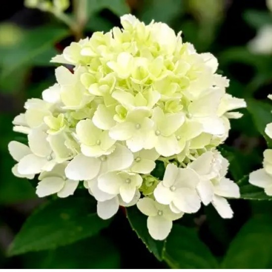 Гортензія Whitelight (контейнер 1,5л)