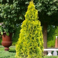 Туя Brabant Gold 1,5л