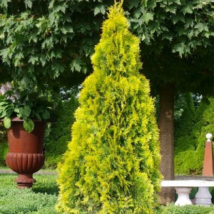 Туя Brabant Gold 1,5л