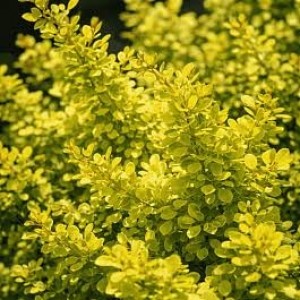Барбарис Neon Gold р9