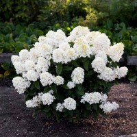 Гортензія Living Summer Snow (контейнер 1,5л)