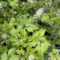 Гейхера Tiarella Neon Light р9
