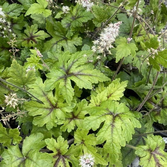 Гейхера Tiarella Neon Light р9