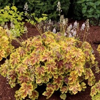 Гейхера Golden Zebra р9