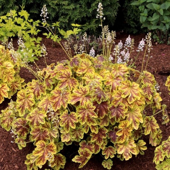 Гейхера Golden Zebra р9