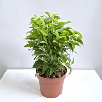 Фікус Natasja (ВКС)