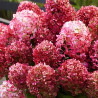 Гортензія Petite cherry (контейнер 1,5 л)