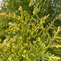 Туя Brabant Gold 1,5л