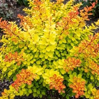 Барбарис Neon Gold р9