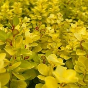 Барбарис Neon Gold р9