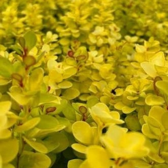 Барбарис Neon Gold р9