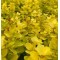 Барбарис Neon Gold р9