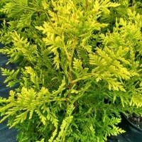 Туя Brabant Gold 1,5л