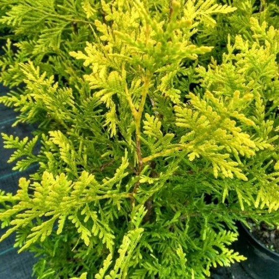 Туя Brabant Gold 1,5л