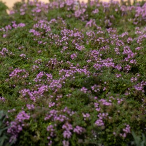 Чебрець Pink Chintz р9