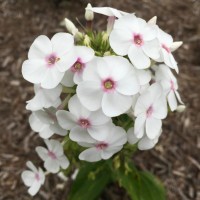 Флокс paniculata Ka-Pow White р9 Флокс paniculata Ka-Pow White р9