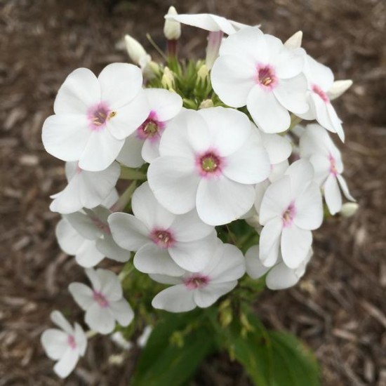 Флокс paniculata Ka-Pow White р9 Флокс paniculata Ka-Pow White р9