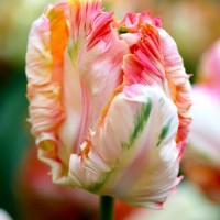 Тюльпан Apricot Parrot 11/12