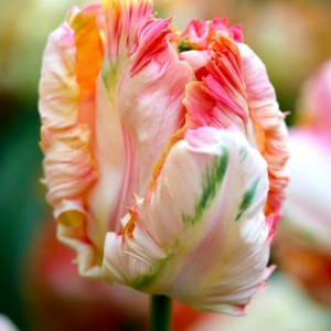 Тюльпан Apricot Parrot 11/12