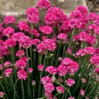 Армерія Abbey Deep Rose р9 Армерія Abbey Deep Rose р9