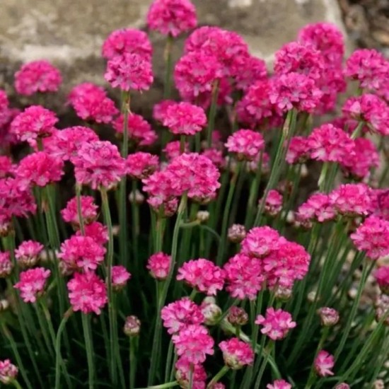Армерія Abbey Deep Rose р9 Армерія Abbey Deep Rose р9