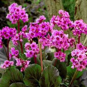 Бергенія Cordifolia Rotblum р9