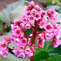 Бергенія Cordifolia Rotblum р9 Бергенія Cordifolia Rotblum р9