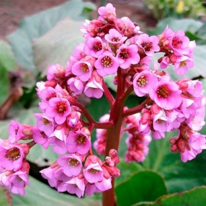 Бергенія Cordifolia Rotblum р9