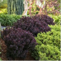 Барбарис Deep Purple р9
