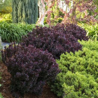 Барбарис Deep Purple (контейнер р9)