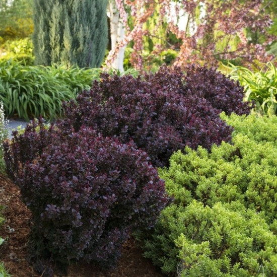 Барбарис Deep Purple р9