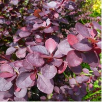 Барбарис Deep Purple р9