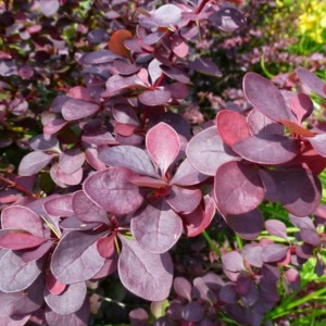 Барбарис Deep Purple р9