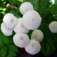 Матрикарія біла махрова р9