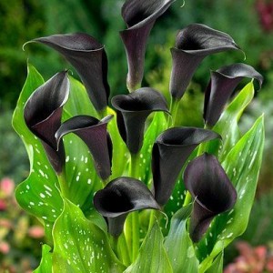 Кала Black Memory (контейнет 1,5 л) Кала Black Memory (контейнет 1,5 л)