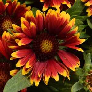 Гайлардія Spintop Orange Halo Imp. р9